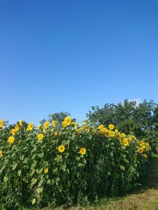 Sonneblumen Sommer blauer Himmel Blume