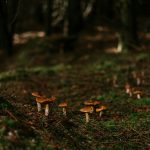 Mehrere Pilze auf einem Waldboden