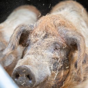 liebliche Wollsau auf dem Tinthof