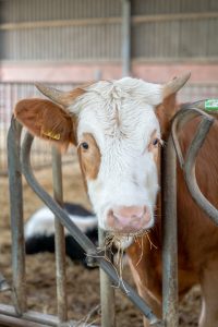 Tint-Hof_DennisHoeren_DSC04139-Enhanced-NR