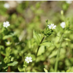 Verschiedene Kraeuter