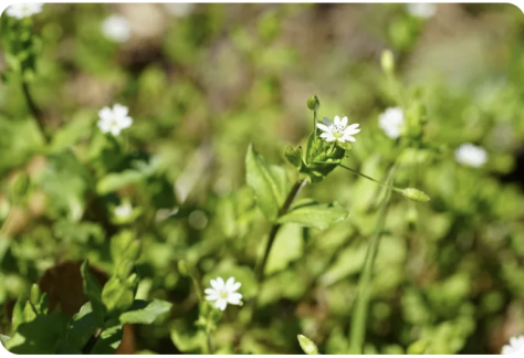 Verschiedene Kraeuter