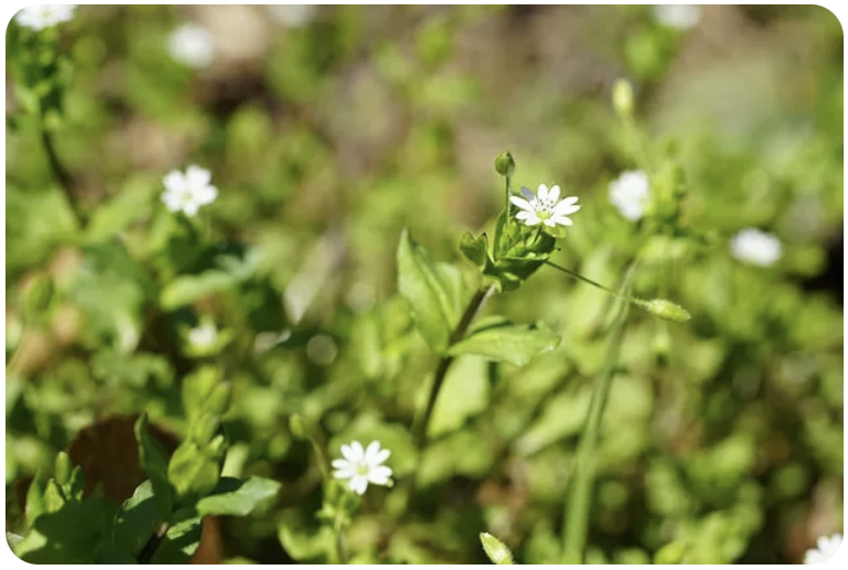 Verschiedene Kraeuter